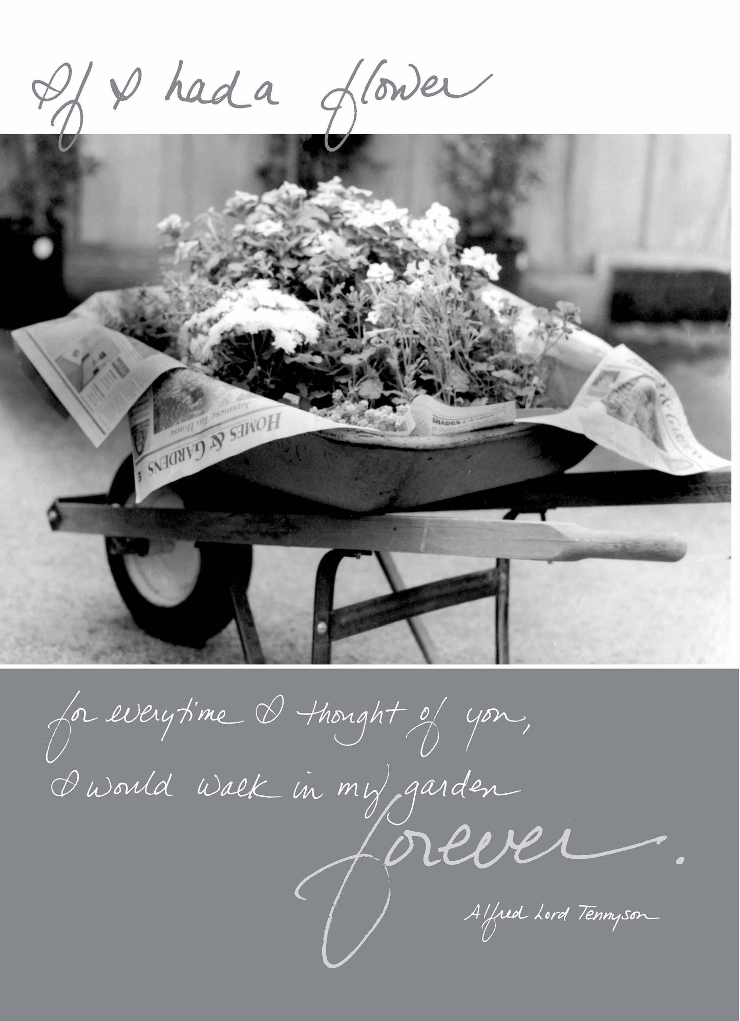 Bonair Daydreams - 253b: If I Had a Flower for Everytime I Thought of You, I Would Walk in My Garden Forever. - Alfred Lord Tennyson