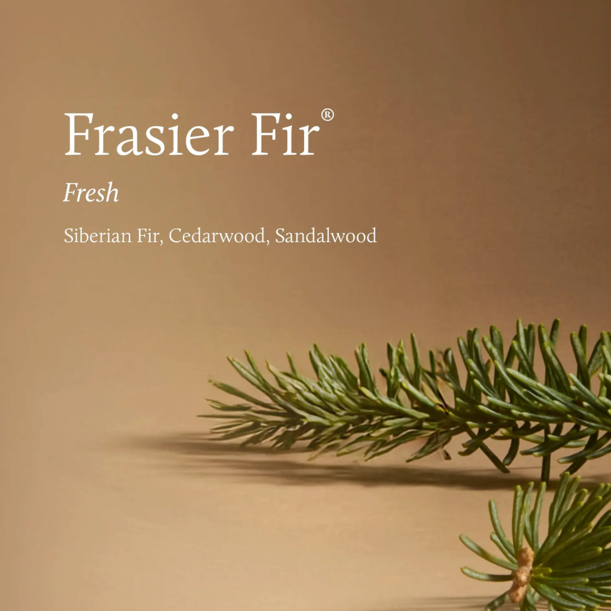 Thymes Frasier Fir Tidings 4-Wick Statement Candle